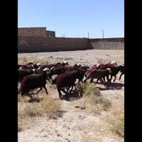 بره نر افشاری و پلنگی وبره قوچی درجه 1 نجبایی