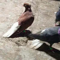 سرخ دم سفید