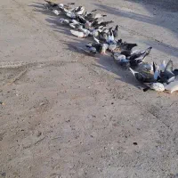حدود۷۰ عدد کبوتر فروشی