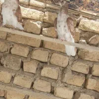 کفتر جوجه