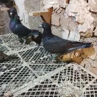 کفتر پلاکی مسافتی ون روی مولر اردن