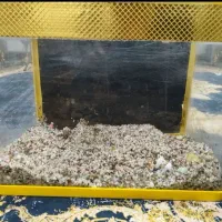 آکواریوم شیشه. خم