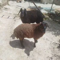 ۲راس بره نر چاق مناسب کشتار ونگهداری