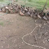 اوردک نمایی و محلی