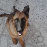 فروش سگ