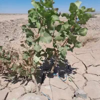 ۶هکتار زمین پسته با یک سهم آب(۲۴)ساعت در نیشابور