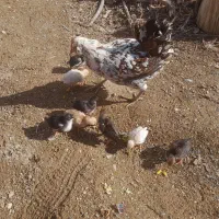 جوجه گلین