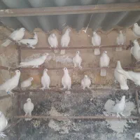 کفتر رنگی
