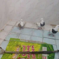 کبوتر|پرنده|ایذه, |دیوار
