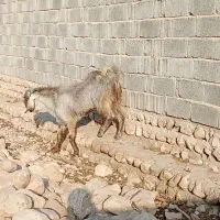 پازن|حیوانات مزرعه|صحرای باغ, |دیوار
