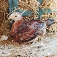 جوجه خروس لاری