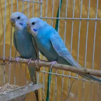 یک جفت مرغ عشق رنگ آبی آسمانی