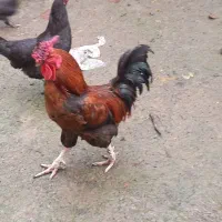 خروس