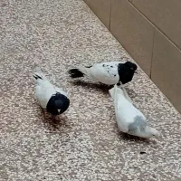 کفتر طوقی سینه سیاه کله سیاه زاغ