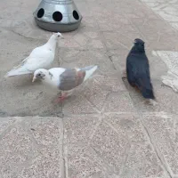 چنتا کفتر بوم