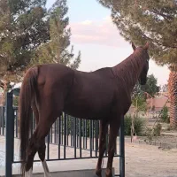 اسب|اسب و تجهیزات اسب‌سواری|اصفهان, بهارستان|دیوار