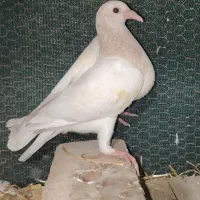 جوجه سرونج نر