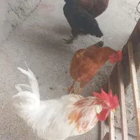 مرغ