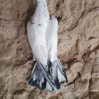 جوجه