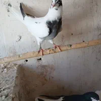 کبوتر