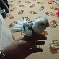 آخر  اسفالت