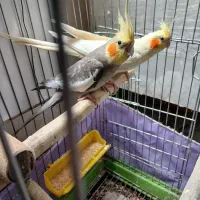 یک جفت عروس هلندی به همراه یک جوجه با قفس