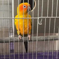 طوطی خورشیدی