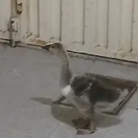 قو غاز