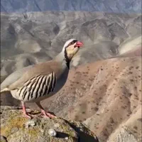 گمشده