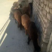 ازداخل همین بره ها ۱۰تامیدم علف خار دارو خورده