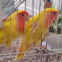 جفت کوتوله برزیلی تخم گذار همراه قفس شیک