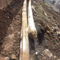 درخت راجی (سون) برای ستون وکش