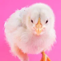 جوجه مرغ ۱۵ روزه رومیانی