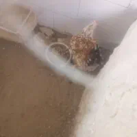 مرغ گلین