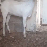 گیسه سومال