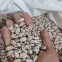 لوبیا چیتی امساله درجه یک تازه چین