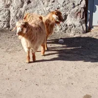 بزغاله چاق|حیوانات مزرعه|مشگین شهر, |دیوار