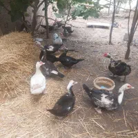 اردک خارجی