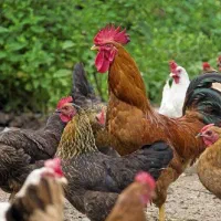 مرغ محلی تخمگذار به شرط