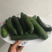 خیار سالادی تحویل درب منزل