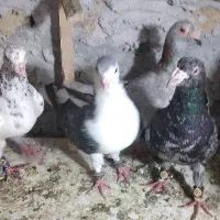 کبوتر