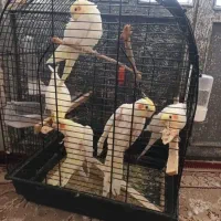عروس هلندی