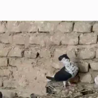 کفتر ساده