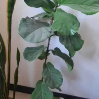 گل طبیعی لیراتا و سانسوریا
