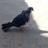 کبوتر|پرنده|حمیدیا, |دیوار