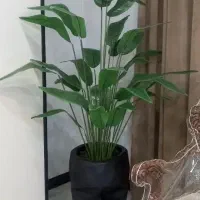درختچه