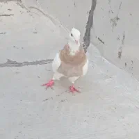 سرول کلفه مایا