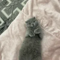 گربه اسکاتیش دبل فولد