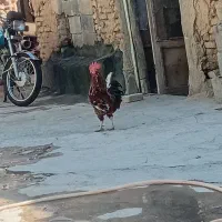 خروس محلی