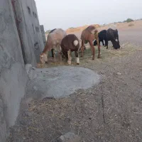 میش قوچ چینی